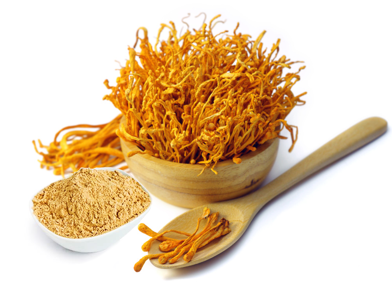 Tìm hiểu bản chất cao đông trùng hạ thảo Cordyceps