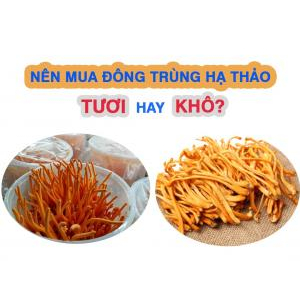 Hướng dẫn cách dùng đông trùng hạ thảo tươi- khô hiệu quả nhất