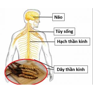 Cải thiện chức năng hệ hô hấp