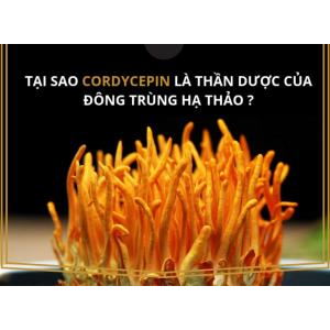 Cordycepin có tác dụng gì?