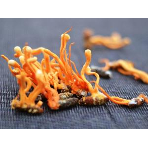 Cách dùng cao đông trùng hạ thảo Cordyceps