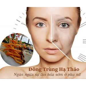 Đông trùng hạ thảo có tác dụng gì với phụ nữ?