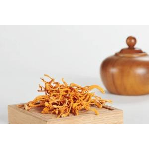 Cách dùng cao đông trùng hạ thảo Cordyceps