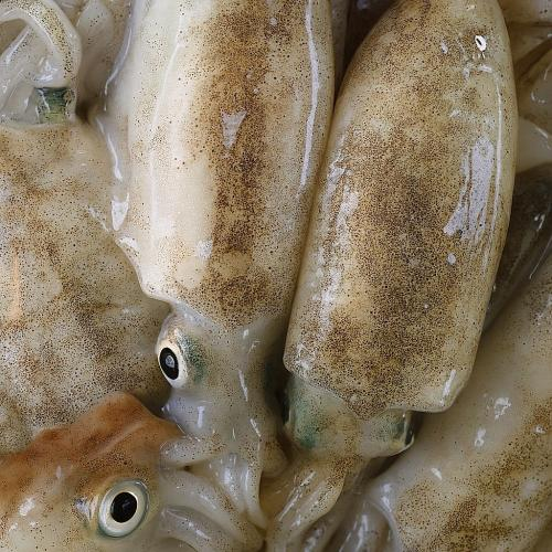 Chất lượng thịt mực