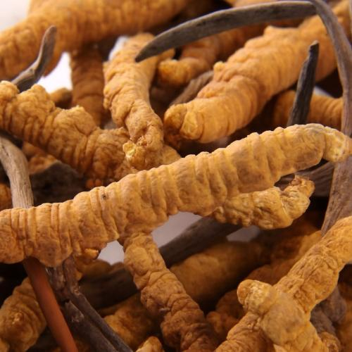 Vằn khía đặc trưng