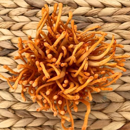 Có thể dùng đông trùng hạ thảo cho trẻ em không?