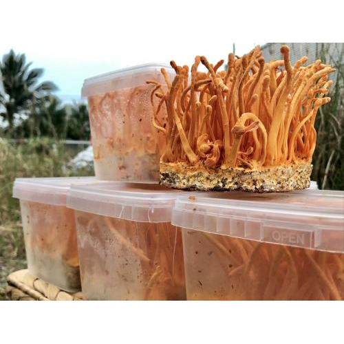 Nuôi quả thể