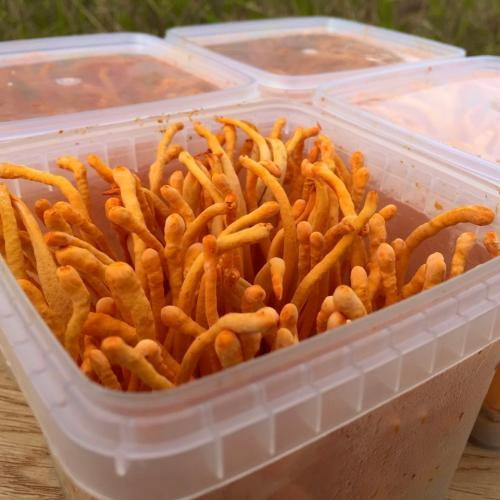 Đông trùng hạ thảo tươi để được bao lâu?
