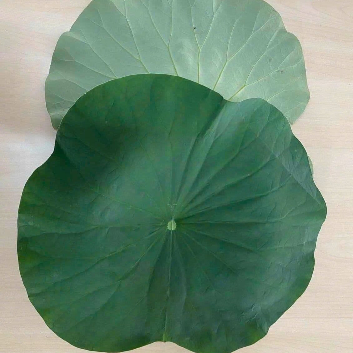 Nguồn nguyên liệu