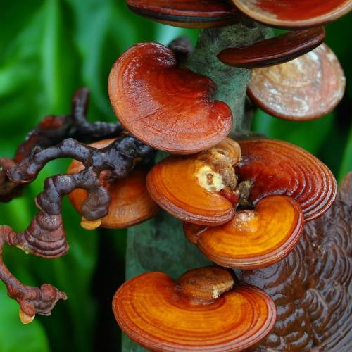 Nên uống nấm linh chi trong bao lâu?