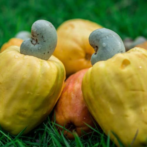 Hạt điều là gì?