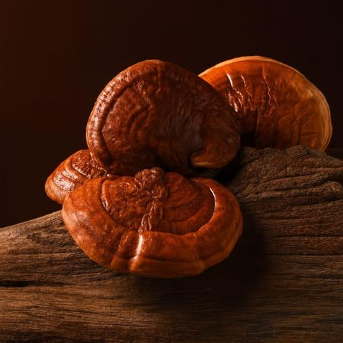 Cách dùng rượu ngâm linh chi