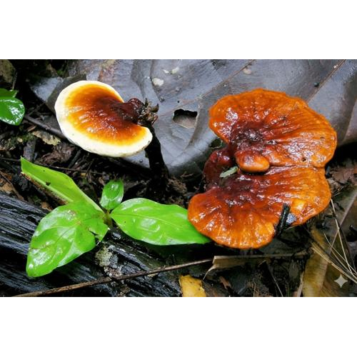 Nấm lim xanh là gì?