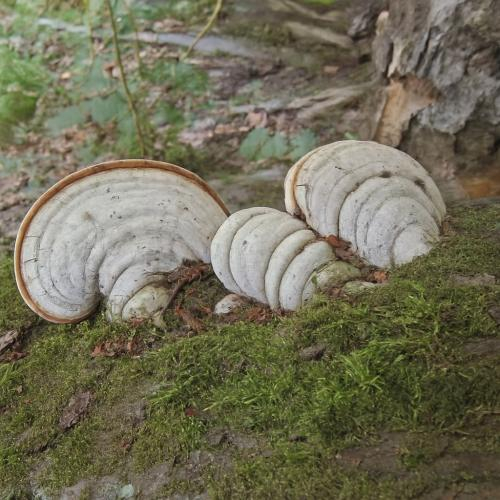 Khu vực phân bố