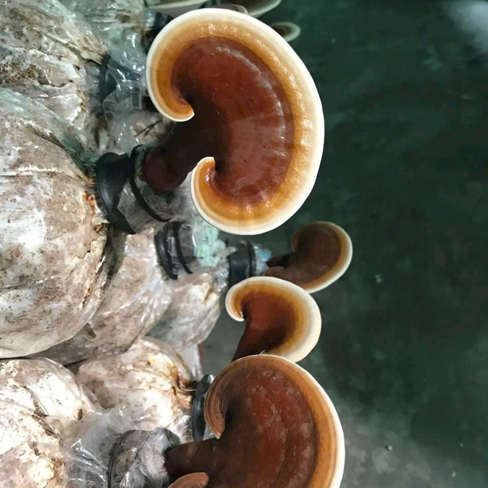 Mùa vụ trồng nấm linh chi