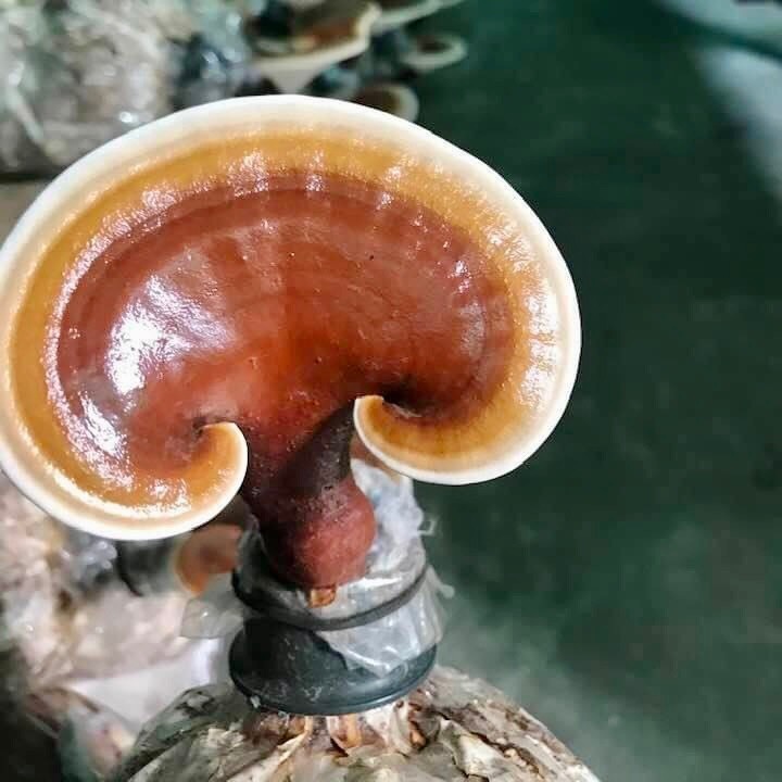 Nấm linh chi không dành cho ai?