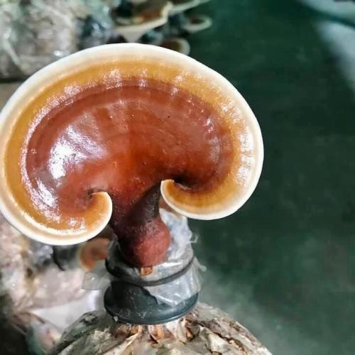 Trẻ em trên 6 tuổi