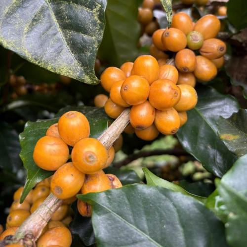 Nguồn cung khan hiếm