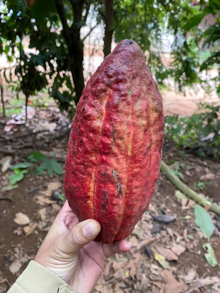 Quy trình chế biến hạt cacao