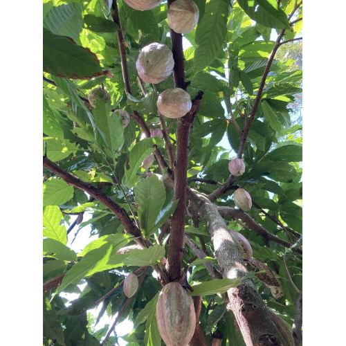 Loại hạt cacao nào tốt nhất để làm sô cô la?