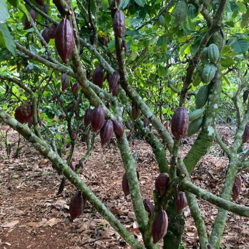 Hạt cacao