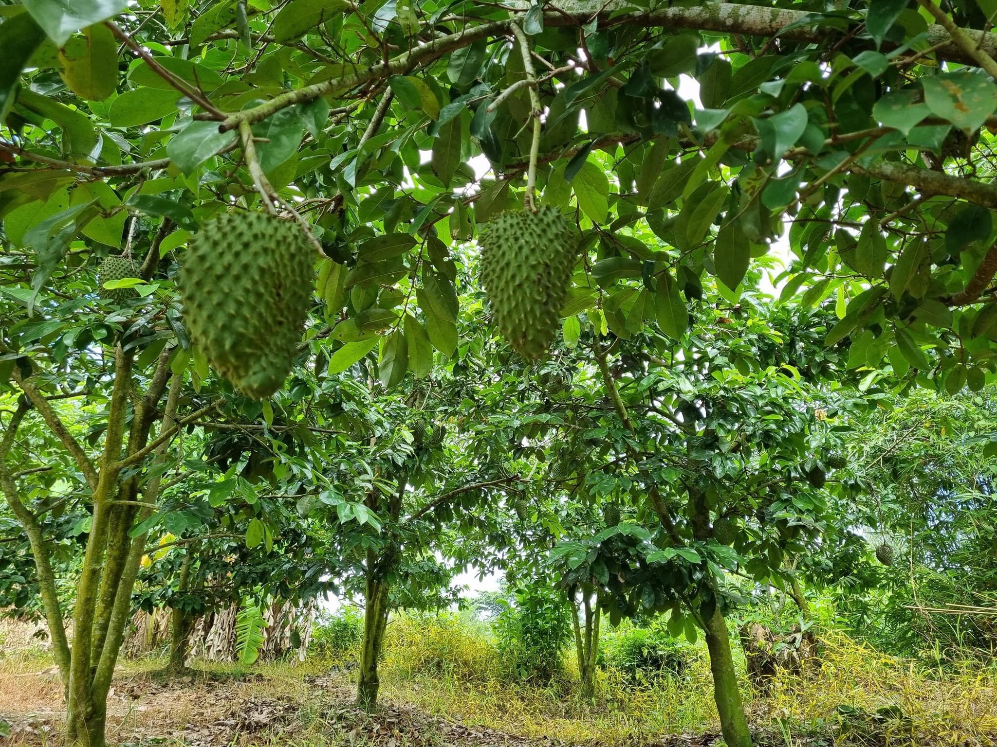 Nguyên liệu tự nhiên