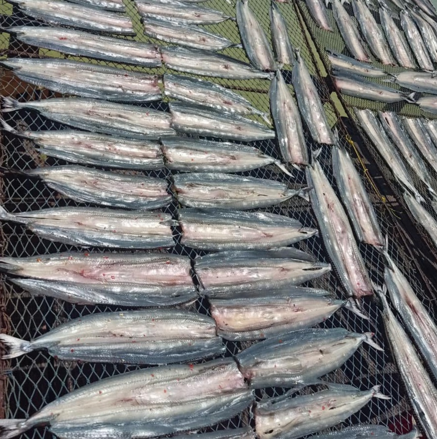 Chọn cá chất lượng