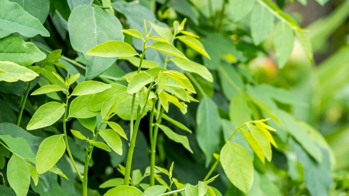 Thành phần chính