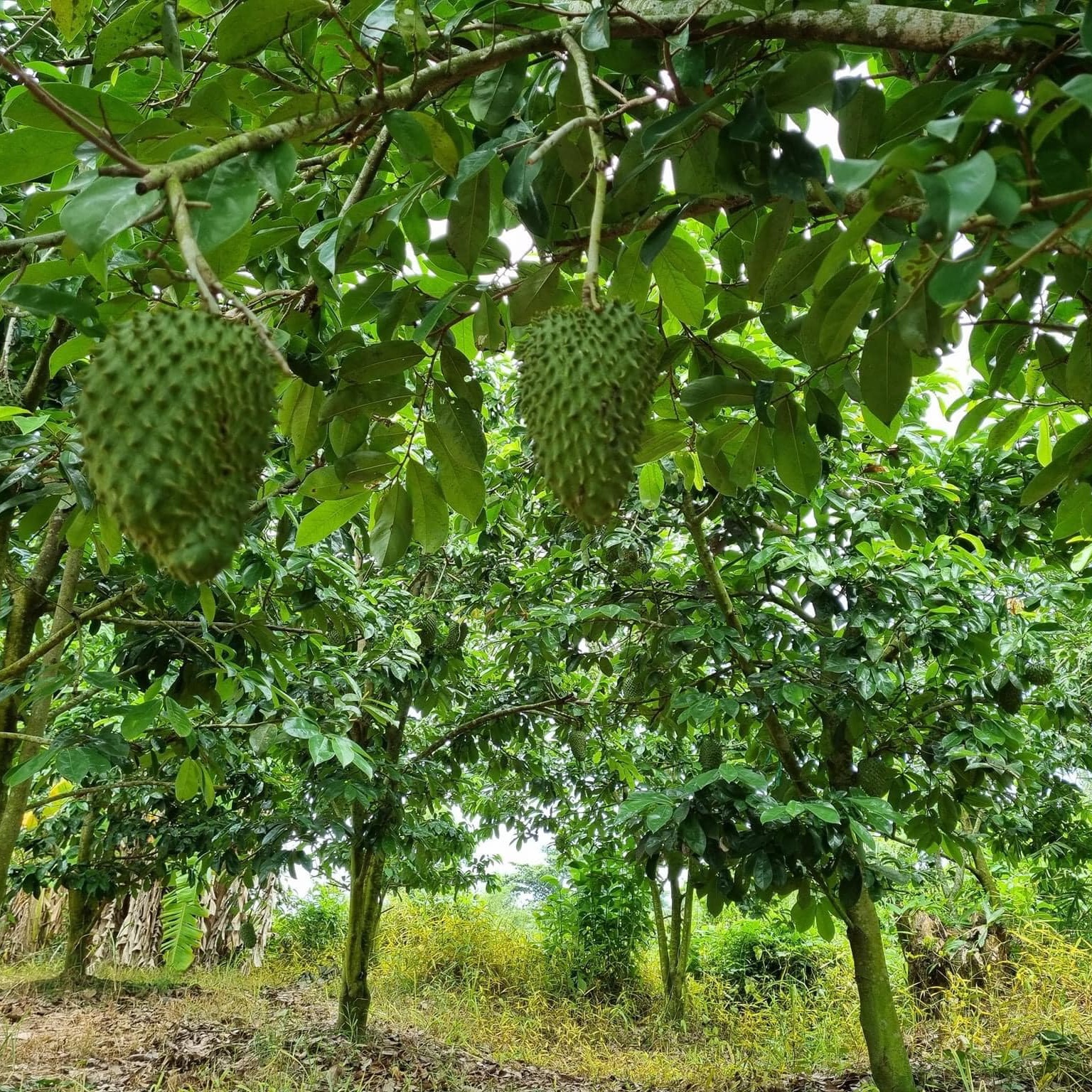 Tham khảo bác sĩ