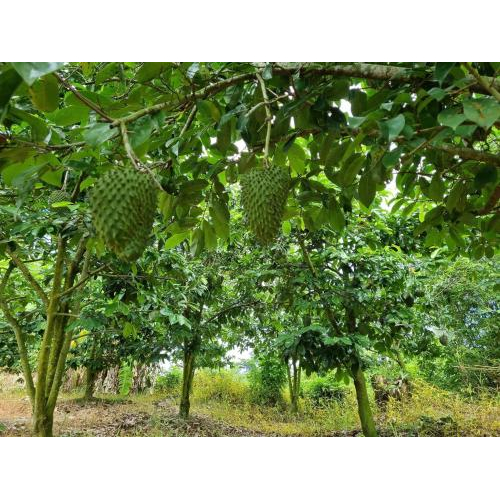 Nguyên liệu tự nhiên