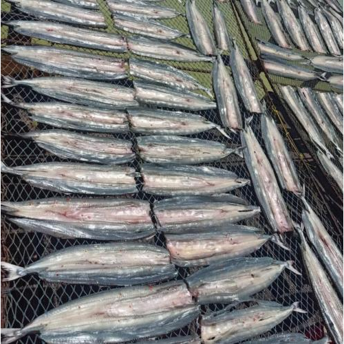 Chọn cá xanh xương