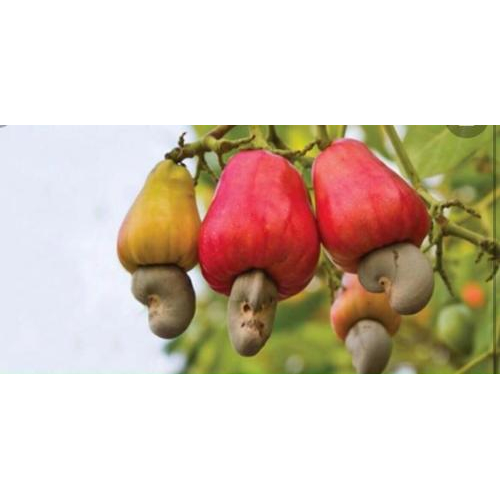 Cung cấp dưỡng chất