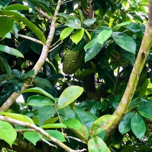 Thành phần dinh dưỡng của trà mãng cầu