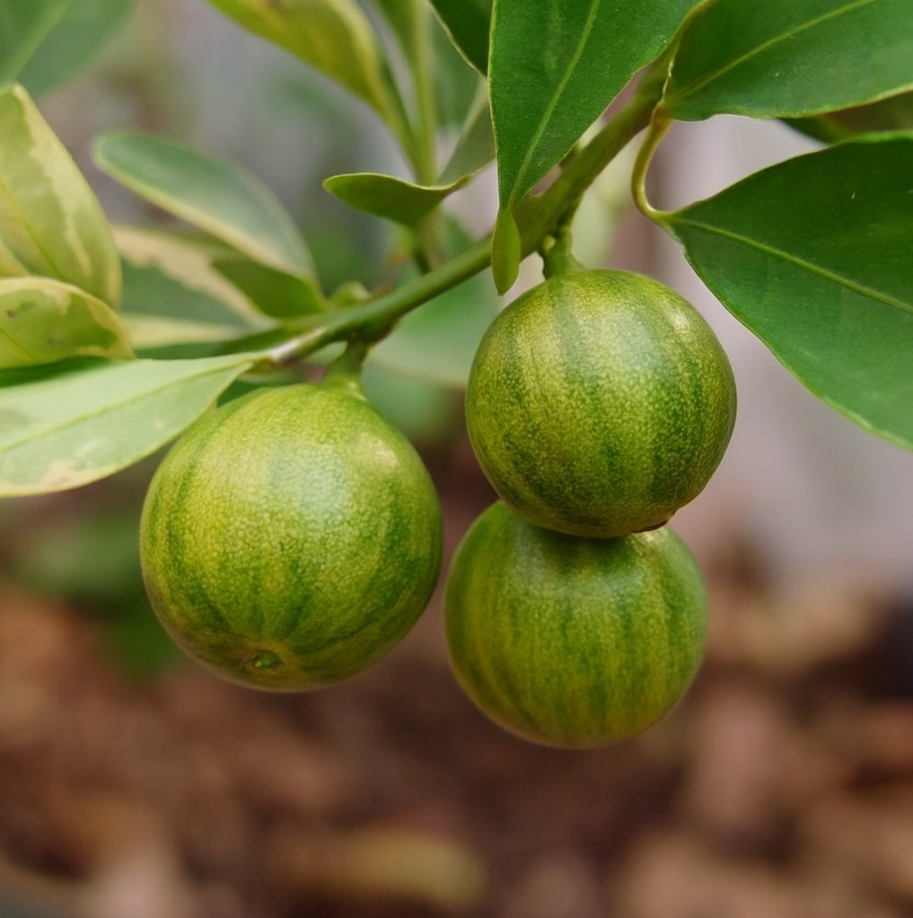 Đắp mặt nạ tắc bao nhiêu phút là tốt?