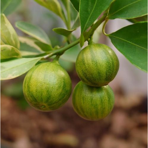 Uống nước quất hay nước chanh khi đau dạ dày?