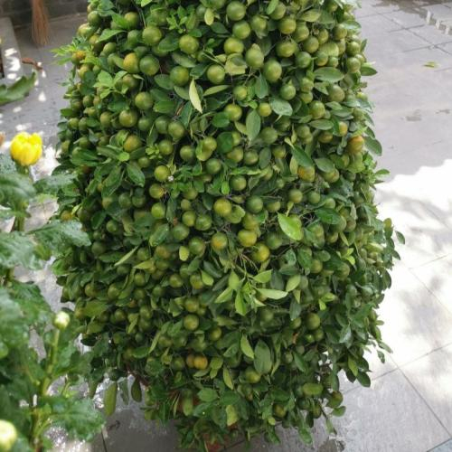 Có thể hỗ trợ tim mạch