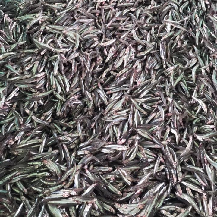 Công dụng của cá cơm