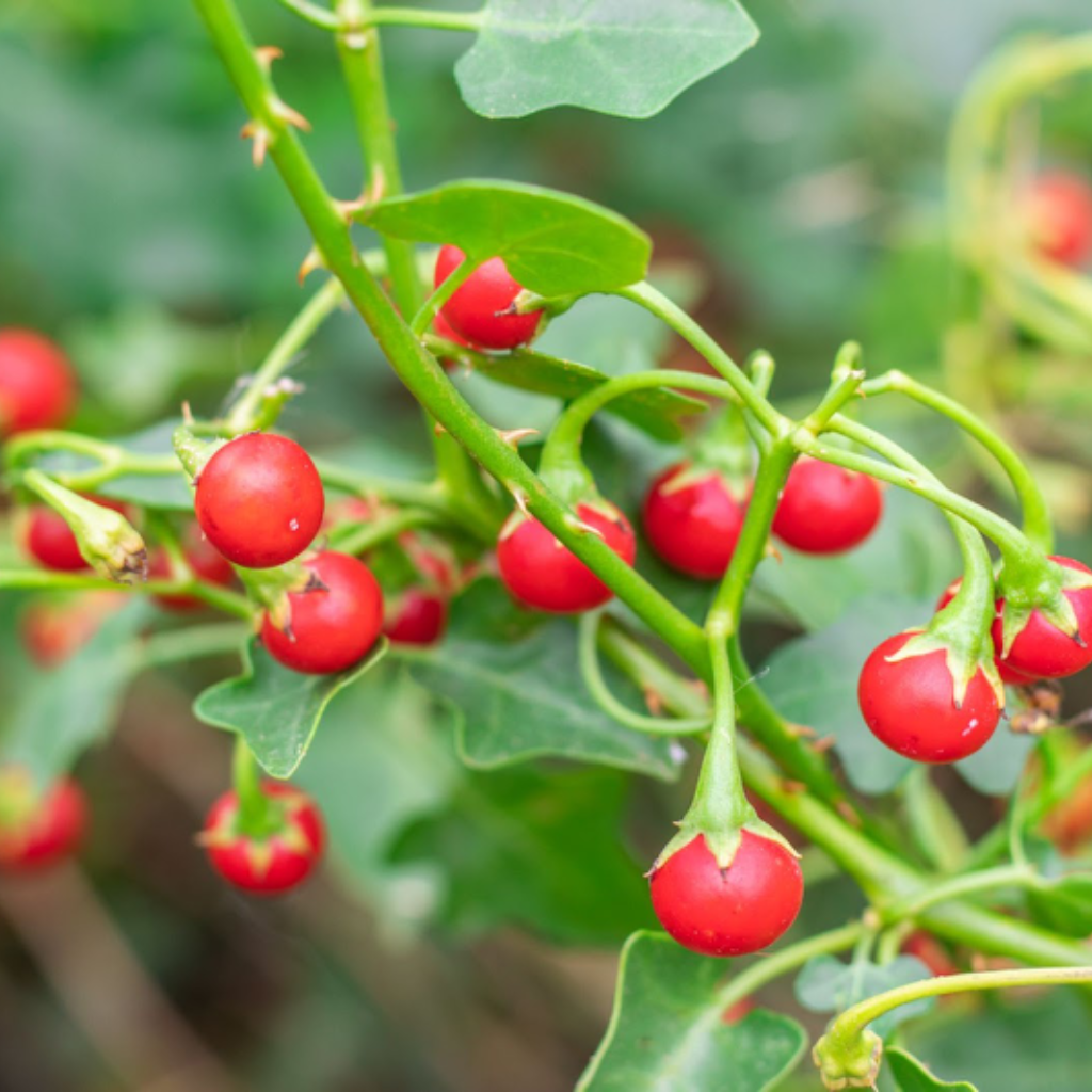 Chấp Thuận Chủ Trương Đầu Tư Dự Án Nhà Máy Sản Xuất Thực Phẩm Chức Năng Đạt Chuẩn GMP-HS