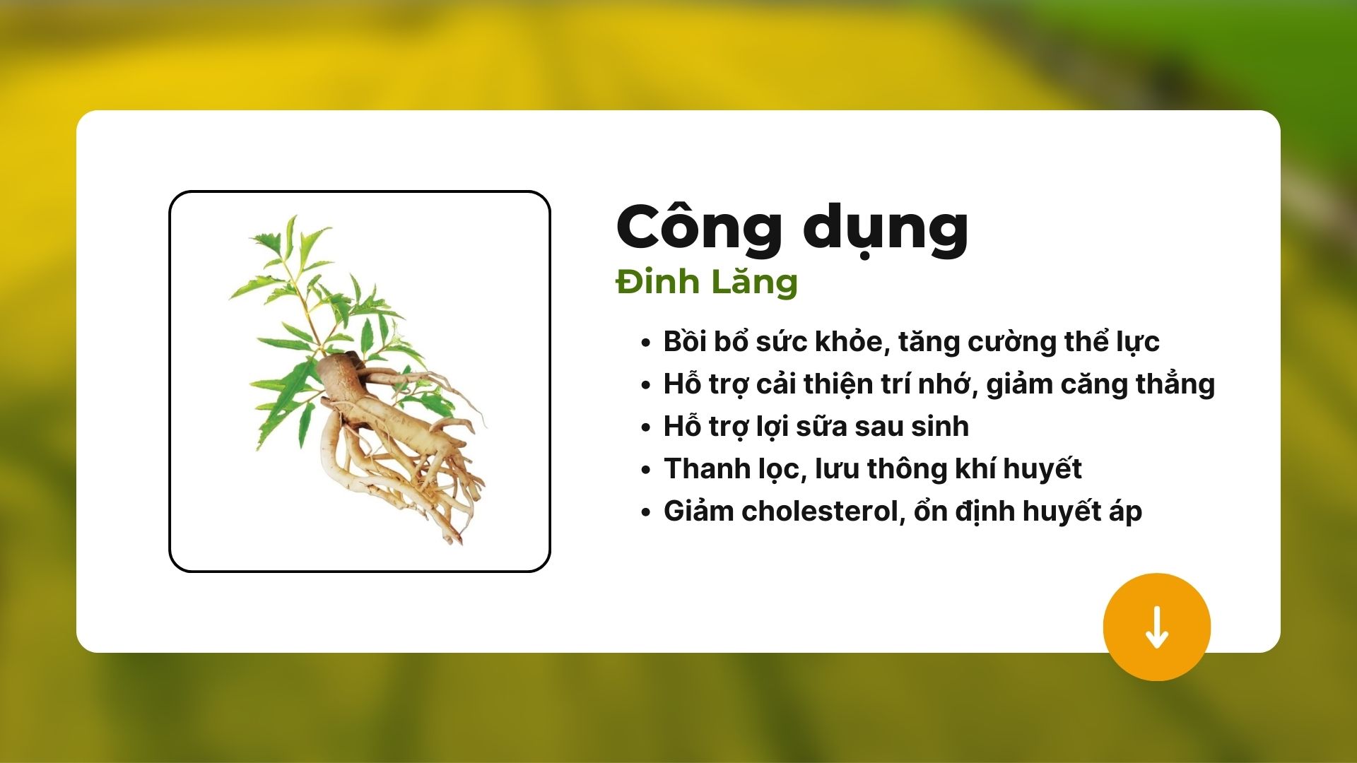 Đinh lăng hòa tan là gì?