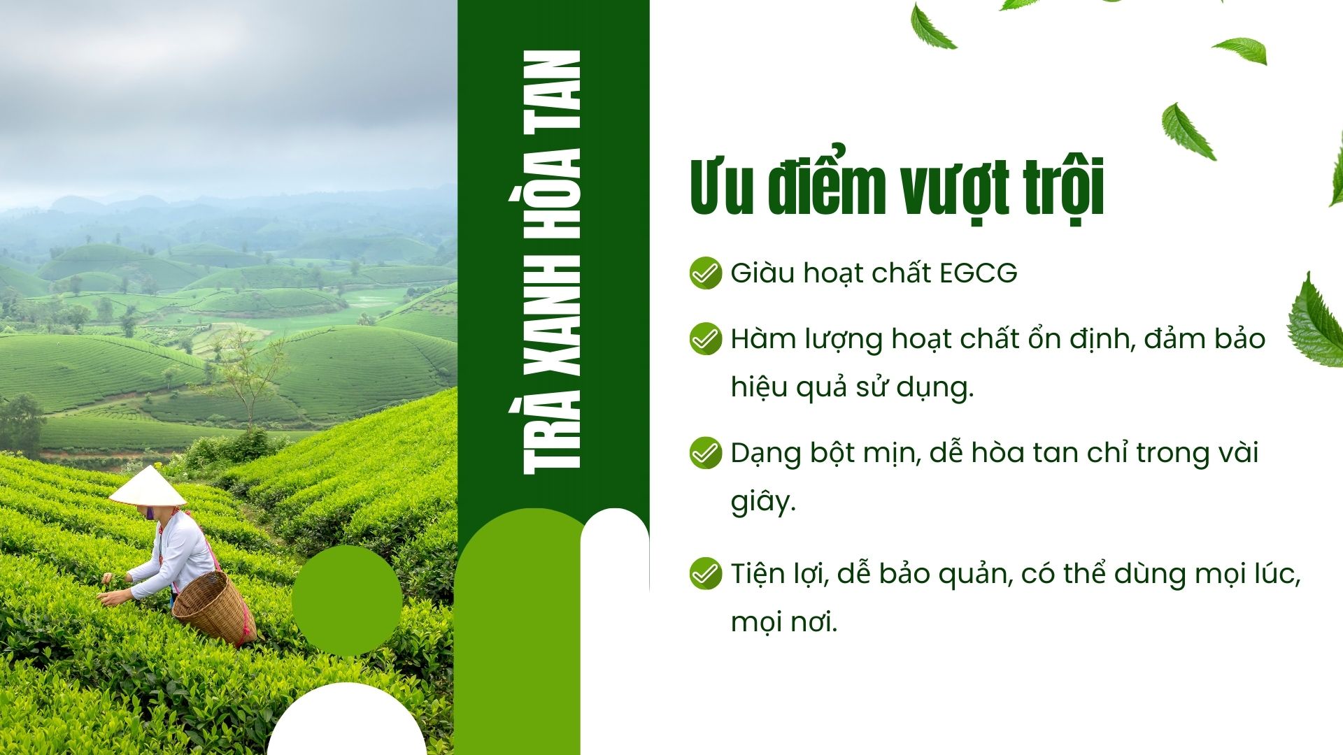 Cao trà xanh hòa tan là gì?