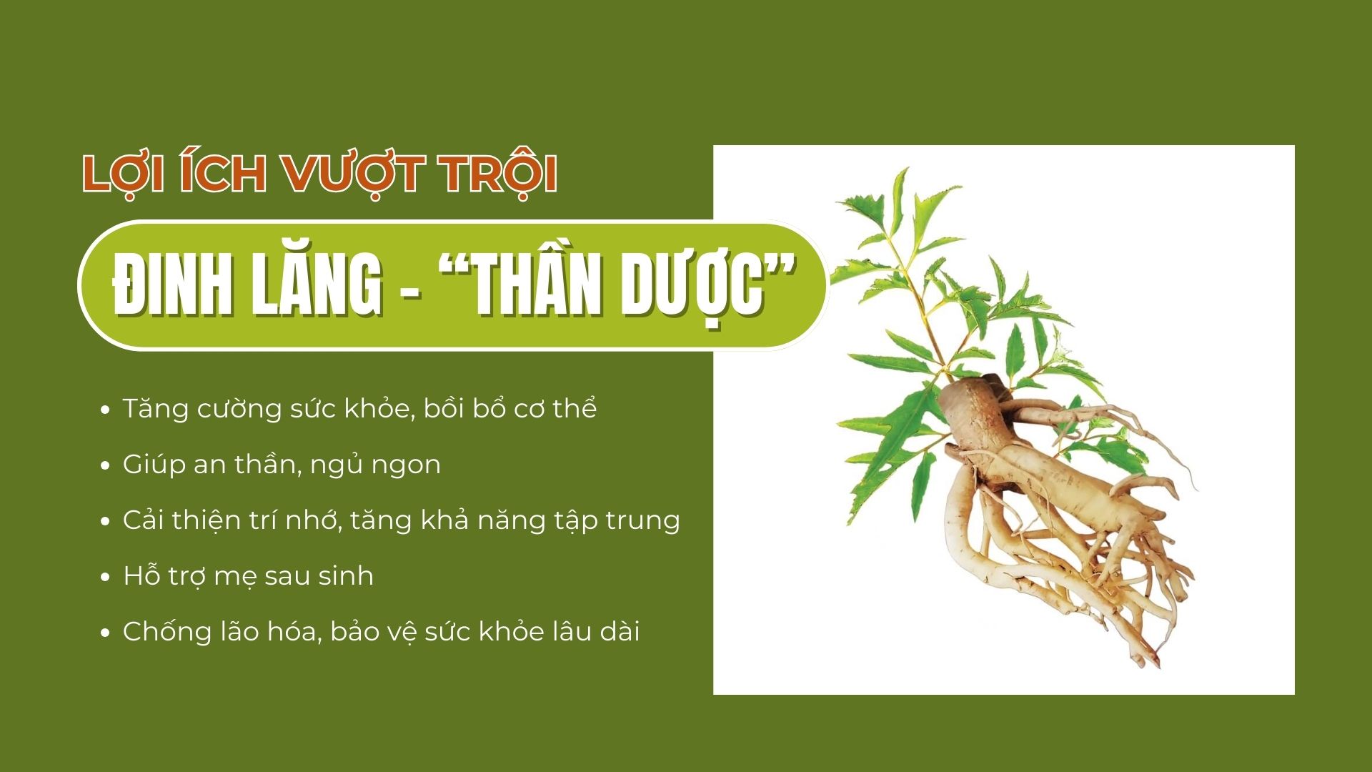 Lợi ích vượt trội của cao đinh lăng hòa tan – “thần dược” cho mọi đối tượng