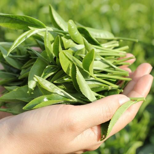 Chấp Thuận Chủ Trương Đầu Tư Dự Án Nhà Máy Sản Xuất Thực Phẩm Chức Năng Đạt Chuẩn GMP-HS