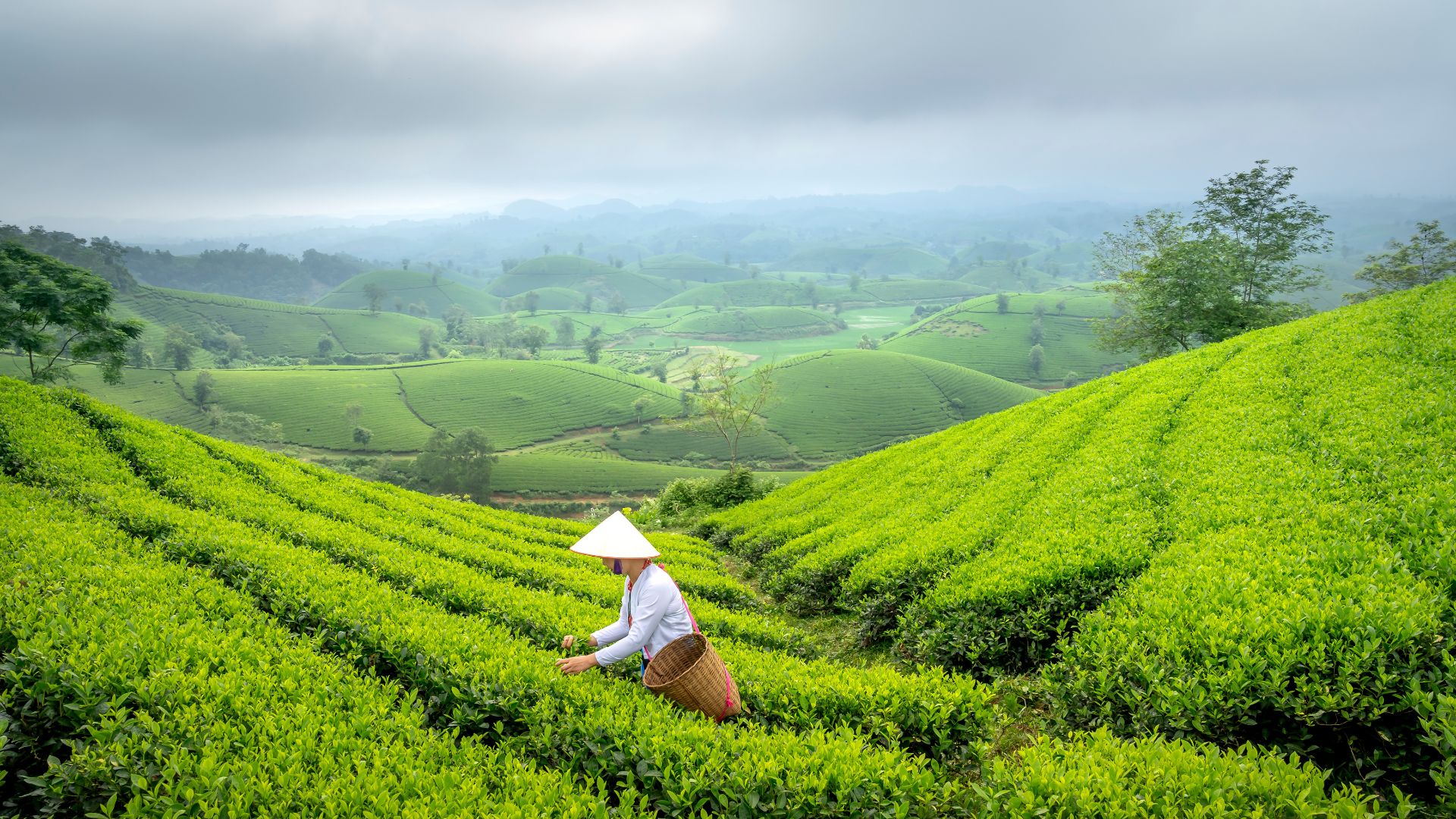 Thành phần dinh dưỡng trong cao trà xanh hòa tan