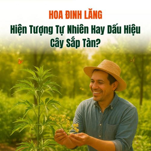 Cây Đinh Lăng Ra Hoa – Hiện Tượng Tự Nhiên Hay Dấu Hiệu Cây Sắp Tàn?