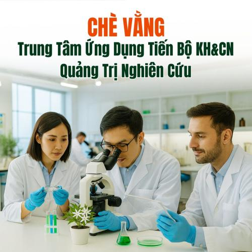 Trung Tâm Ứng Dụng Tiến Bộ KH&CN Quảng Trị Nghiên Cứu Thành Công Sản Phẩm Chè Vằng Hòa Tan
