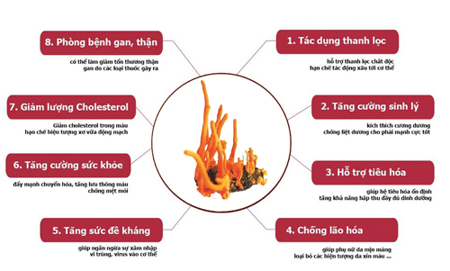 Công dụng của Quả thể đông trùng hạ thảo khô