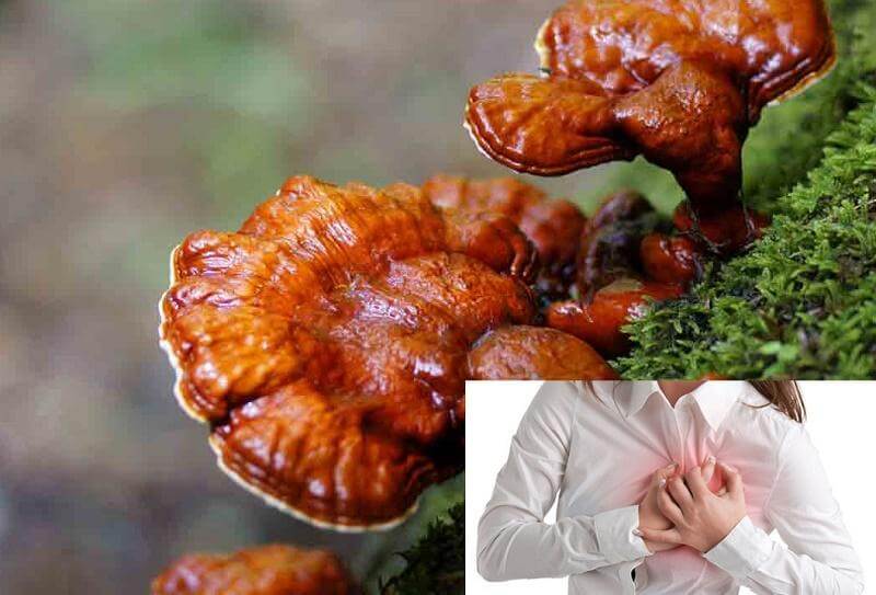 Nấm linh chi hỗ trợ điều trị bệnh tim mạch