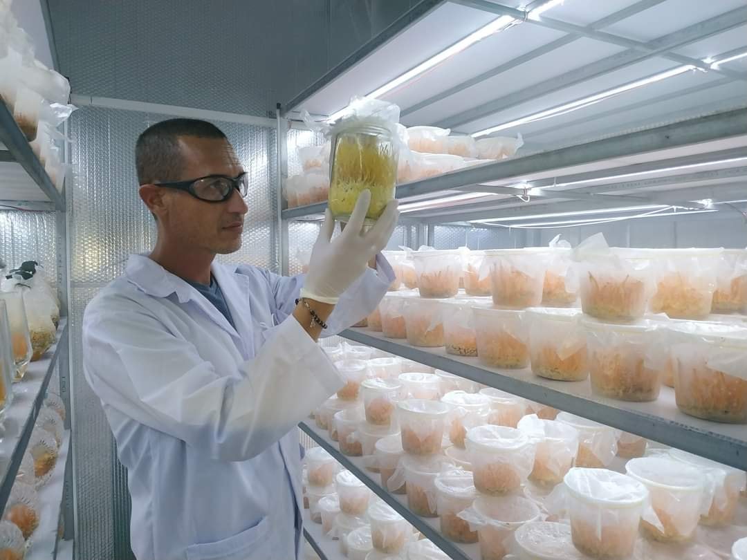 Đặc điểm sản phẩm Quả thể đông trùng hạ thảo khô
