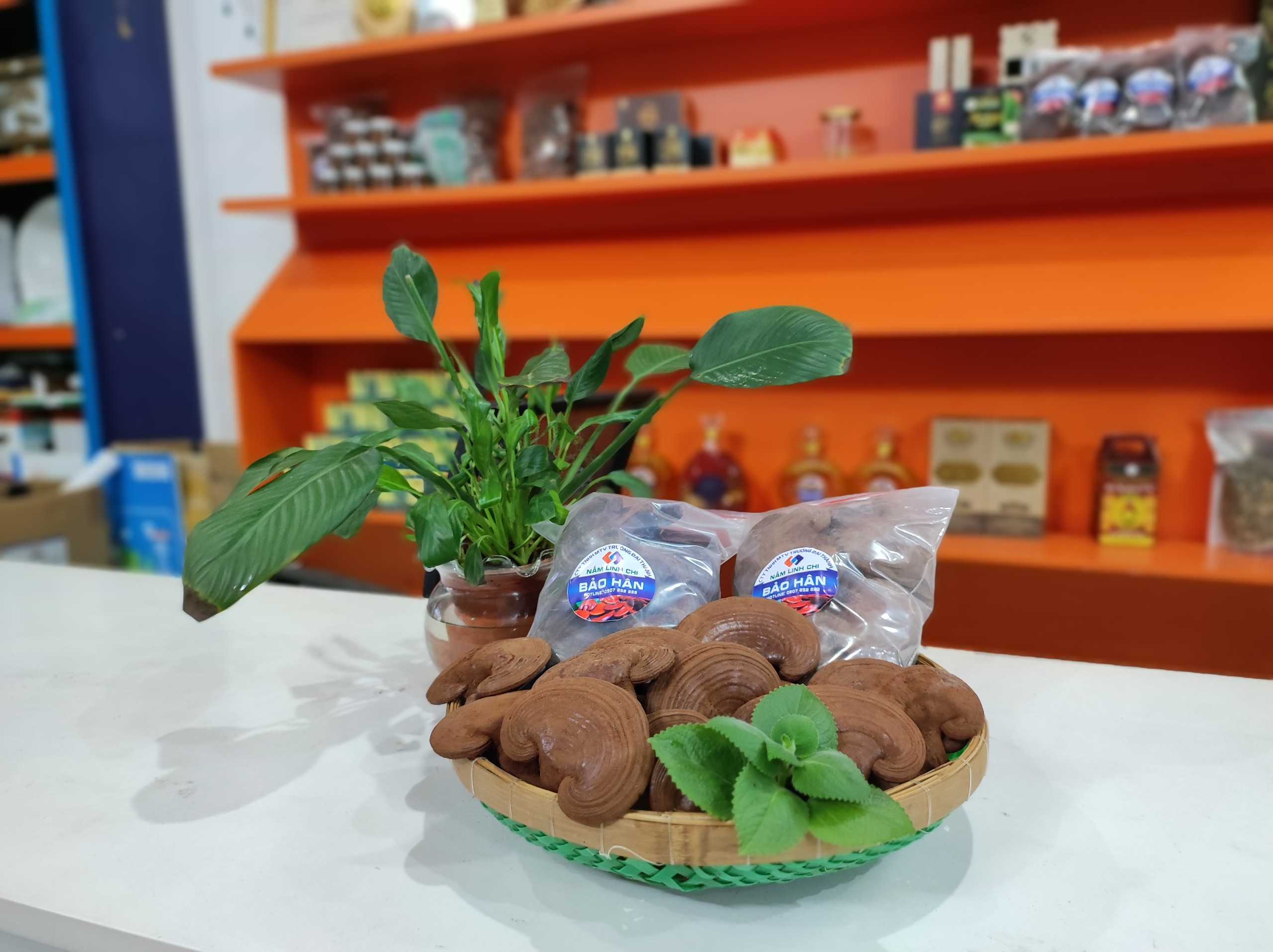 Mua nấm linh chi ở đâu thì chất lượng?