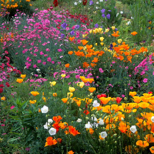 Session 11 - Unit 4: Present perfect active and passive